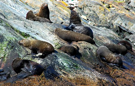 South American Fur Seals